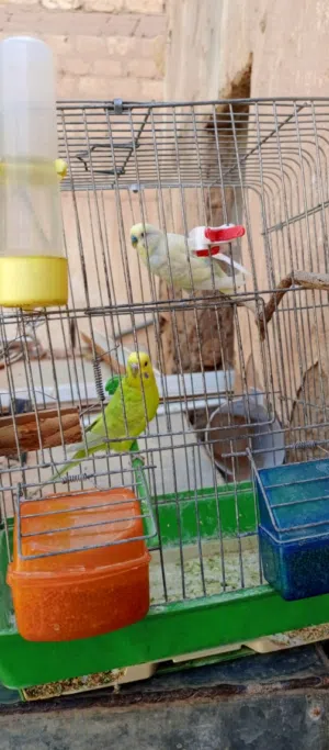 كوبيا بقلينو مصوقره