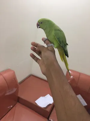 للبيع دره انثى و واحد صغير شبه اليف
