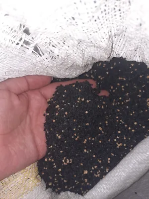 متوفر بزر أحمر نحاسي الكيلو 10 دنانير