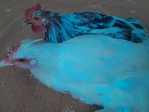 زوز فراريج للبيع