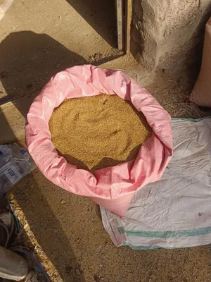 بذر قت عماني