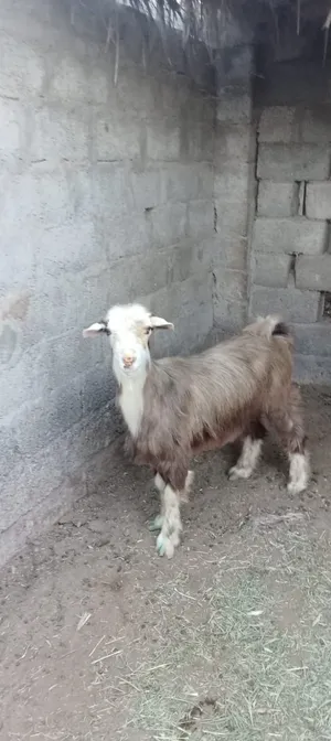 شاه محلية للبيع