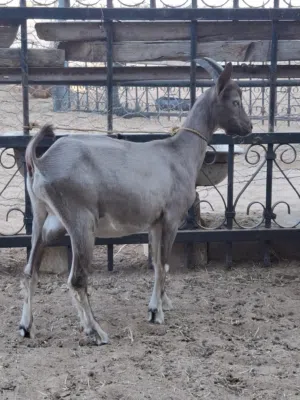 جدي سلالة التوجنبرج (Toggenburg)