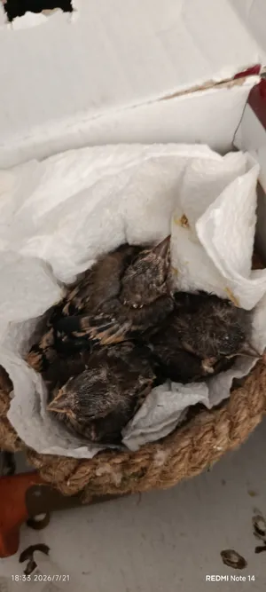 طوار  زريعة شرقاوية من انتاجي