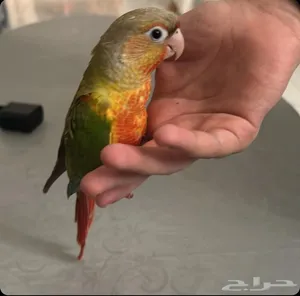 كنيور اليف جدااااا