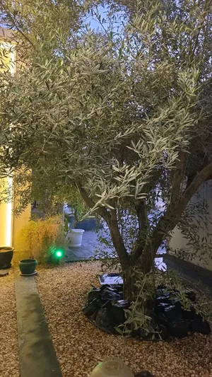 شجرة زيتون اسباني