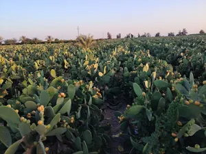 Farm Land for Sale in Beheira Wadi al-Natrun