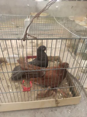 كوبيا ربي يبارك