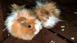 ارانب عندي ، ارانب هندية ، guinea pig
