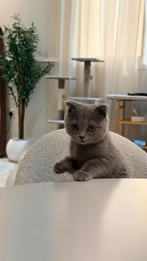 Scottish fold 6 months old kitten
