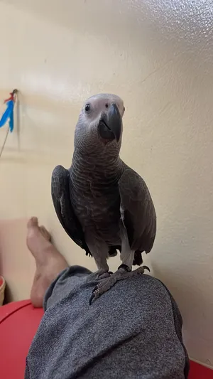 African Grrey Parrot for Sale Price 2800 With Cage