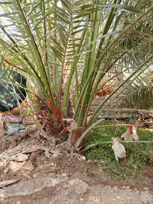 فسائل برحي للبيع موجود بالنخله وتجي وتشوف الحمل بعينك مال الامايه وتشلع الفرخ مكاني الفاوـ الفداغيه