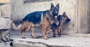 جراااء جيرمن شيبرد بيور وورك لاين شورت هير مع جميع المطاعيم ومايكروشيب التسليم في عياده بيطريه
