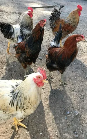 ديوك بلديه