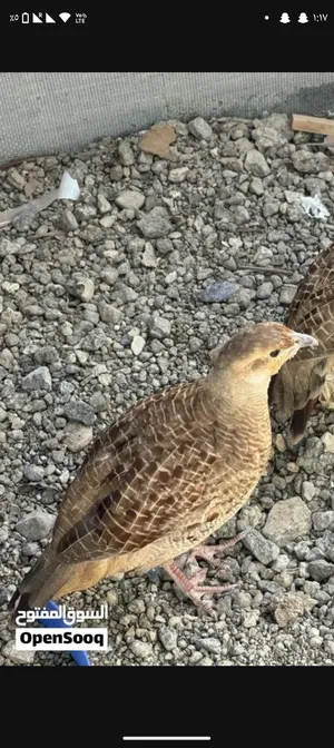 صفرد باكستاني انثى