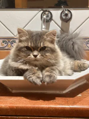 13 month old full pure persian breed cat
