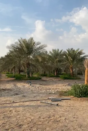 للبيع مزرعه فخمه فيها فيلا وحوض وزراعه منطقة اليفر 1 شارع خورفكان الجديد مميزه 560،000 الف قدم