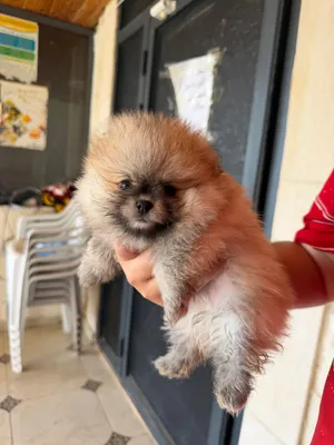جرو بوميرانيان (Pomeranian) للبيع