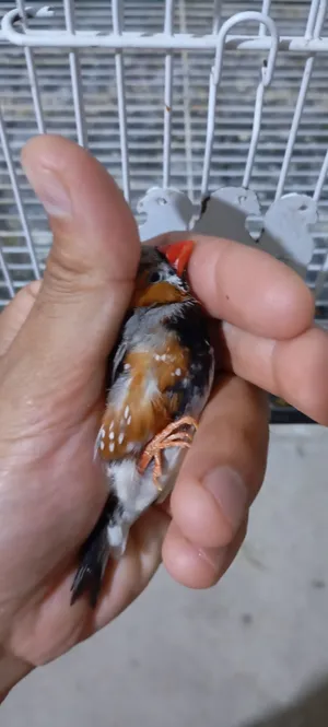 زوج فناجس فحله جامبو