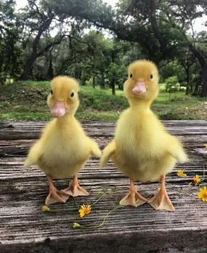 بطة صفراء صغيرة مع قفص واكل