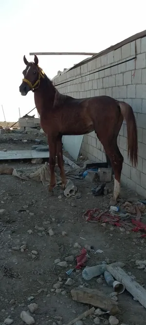 مهر سبق للبيع