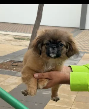 للتبني جلب شيتزو وبكنيز تقريبا سنه ونص