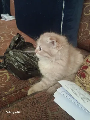 قطه انثى صحه ونضافه لعبه