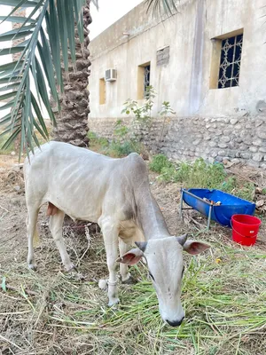 صومالي  الموقع الرستاق