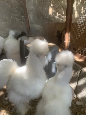 جاج قطني للبيع