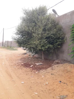شجرة حجم كبير للبيع