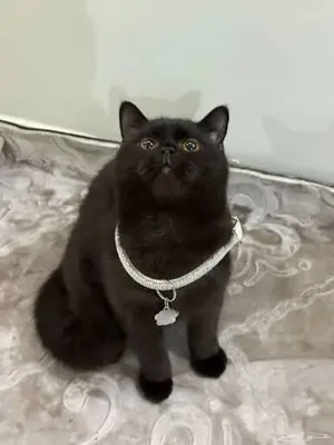 قطه انثي اسكوتش فولد استريت للتبني في جده
