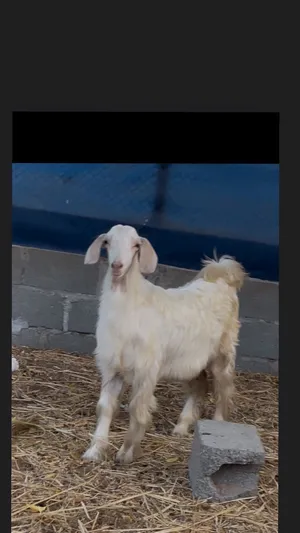 اربع تيوسه للبيع