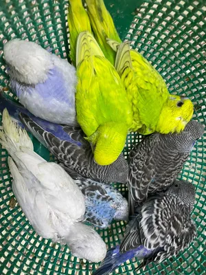 Holland budgies