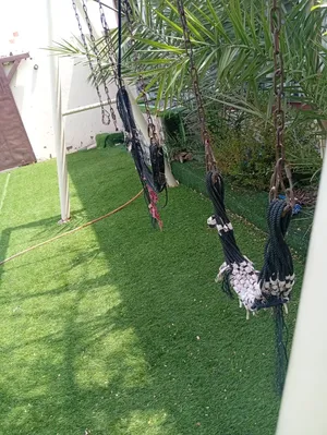 رميتي وو يحسب رد قبلة روك بخ هو