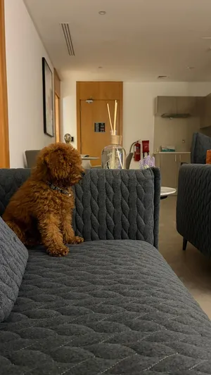 3-Month-Old Toy Poodle – Fully Vaccinated Potty Trained + Accessories