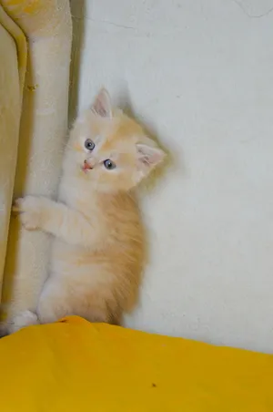 Turkish Angora /Persian kitten.. 1.5 months.. Lovely and playful kittens..