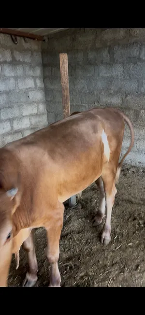 ثور عماني اصل مل دار حلمه تين