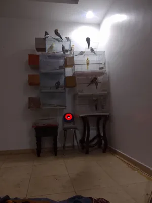 طيور كروان