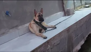 سلام عليكم كلب مالينو للبيع اقرأ التفاصي