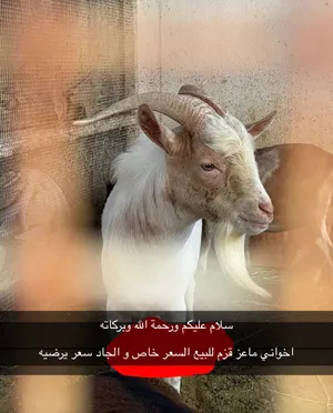 البيع ماعز قزم
