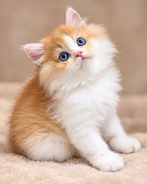 سكوتش ستريت مكس