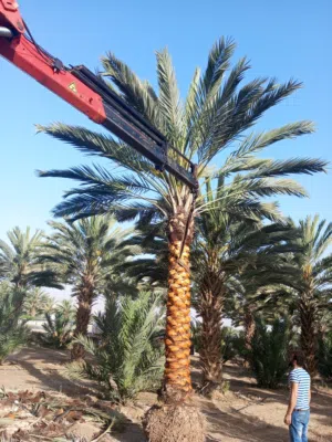 شجر نخيل مثمر وزينه وشنطونيا