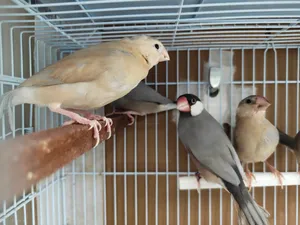 Pastel java split emo breeder pair with chiks 1 visual emo pastel very rare 2 grey pastel