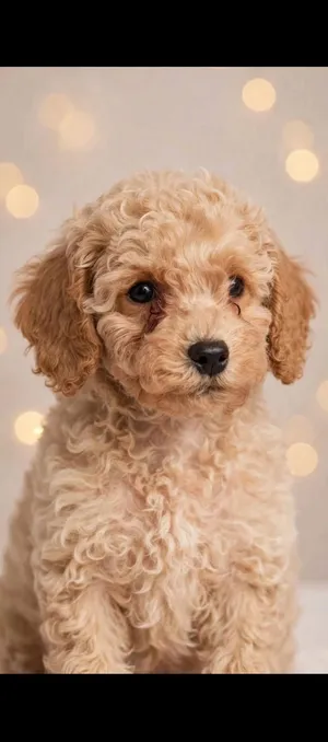 available tea cap poodle and toy poodle male and female anplayful vaccination and passport available