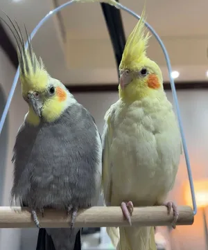 كوكاتيل انثى و ذكر male & female cockatiel