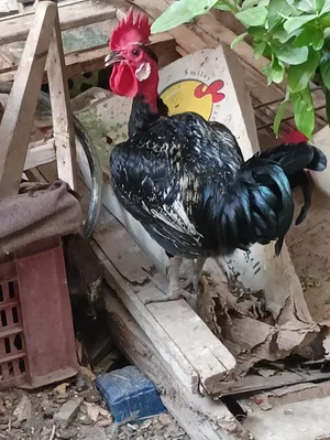دجاج عرب متنوع