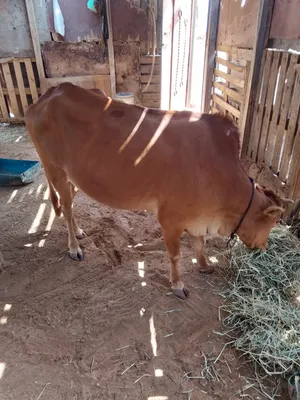 بقرة محلية