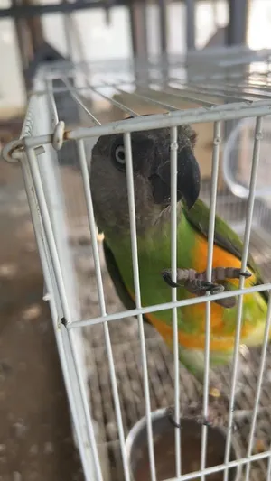 طير السنغال Senegal parrot