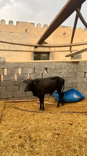 اللبيع الثور عماني