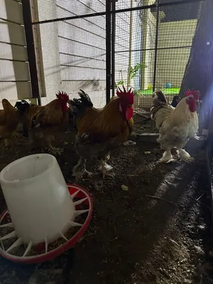 Healthy Brahma Chickens For Sale - Big Size